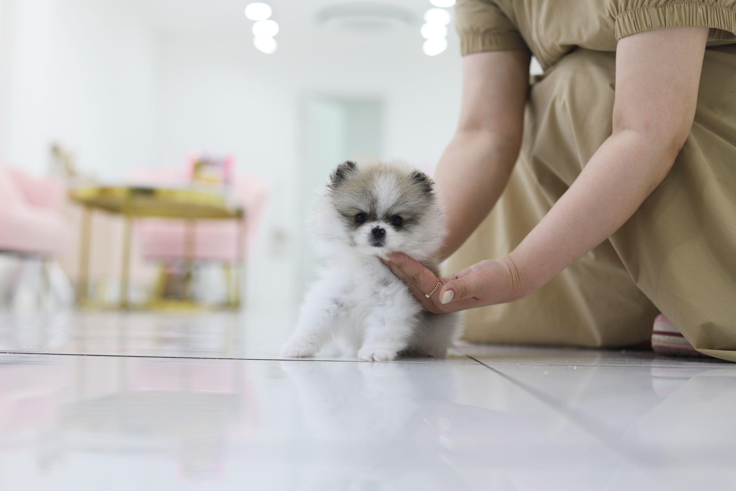 포메라니안(남아)(5만원부터)