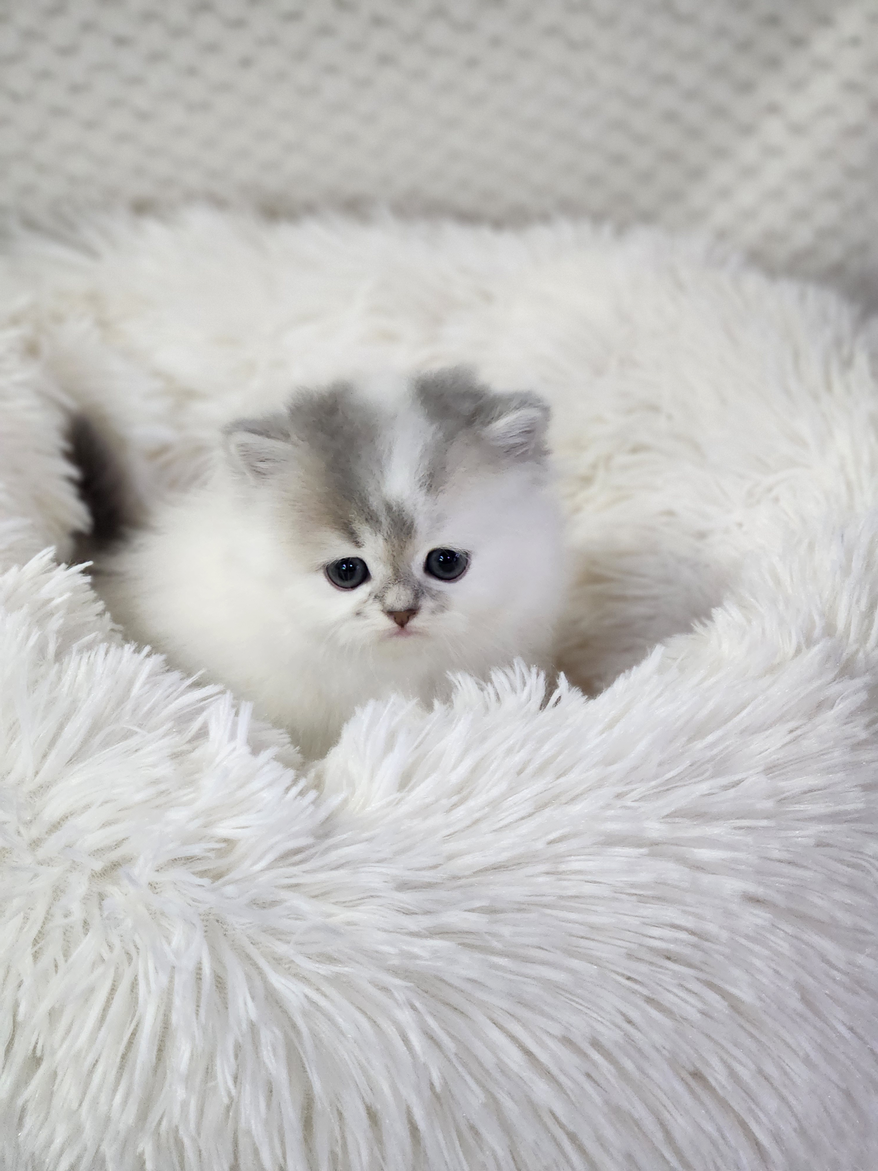 브리티시 분양합니다