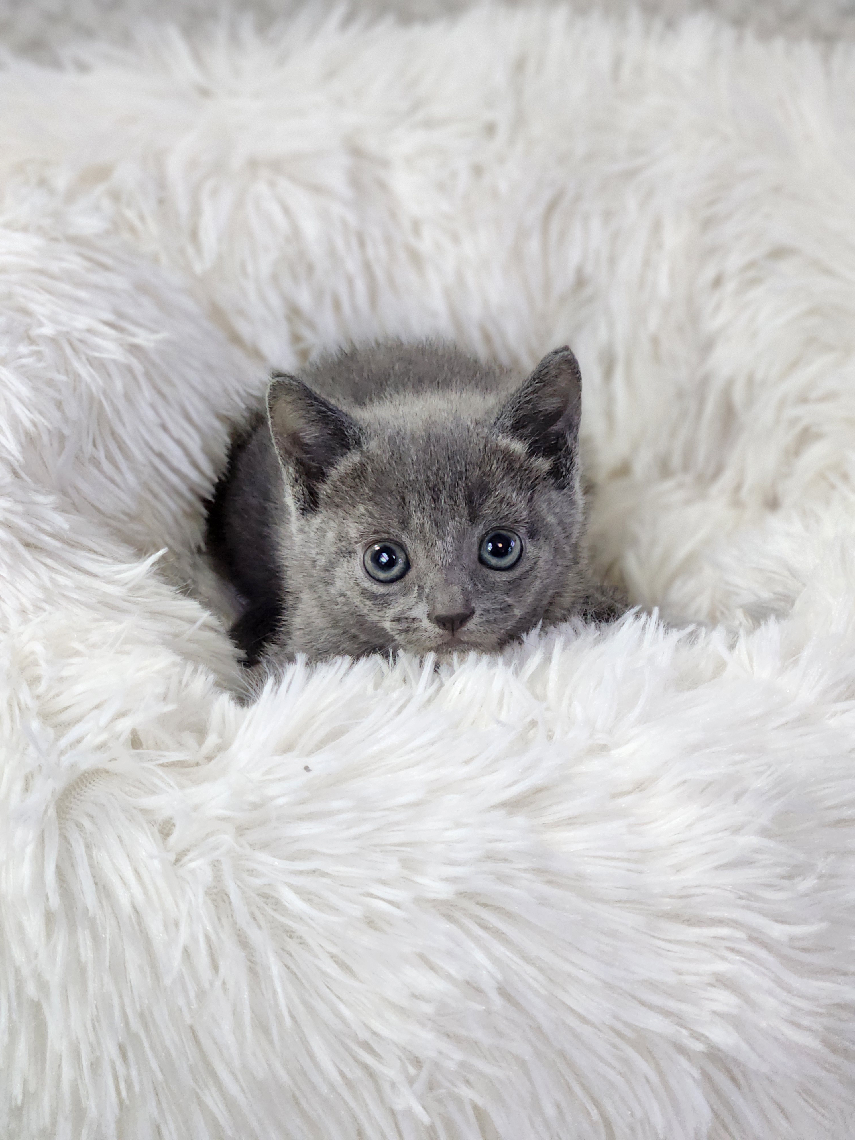 러시안블루 분양합니다