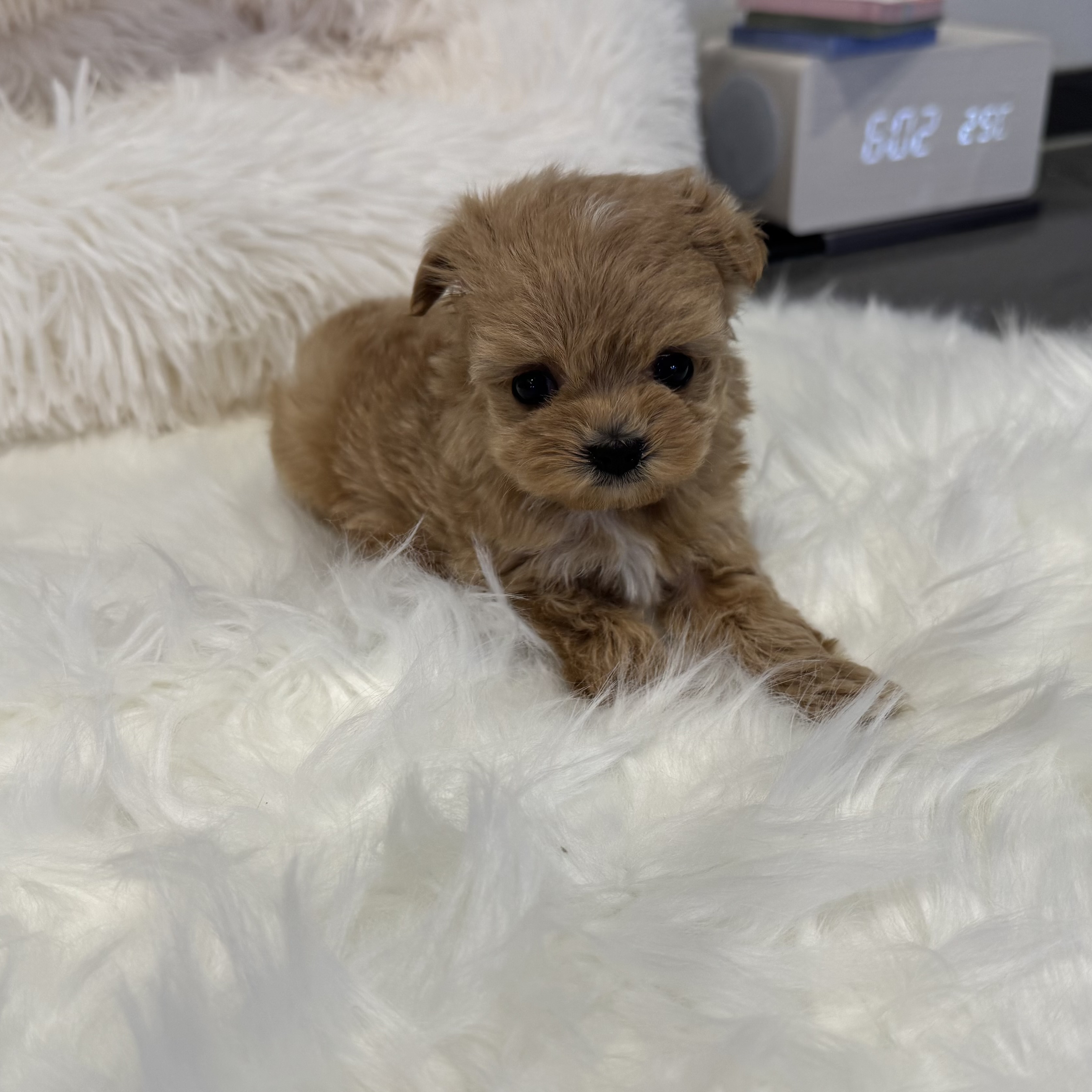 말티푸 분양합니다