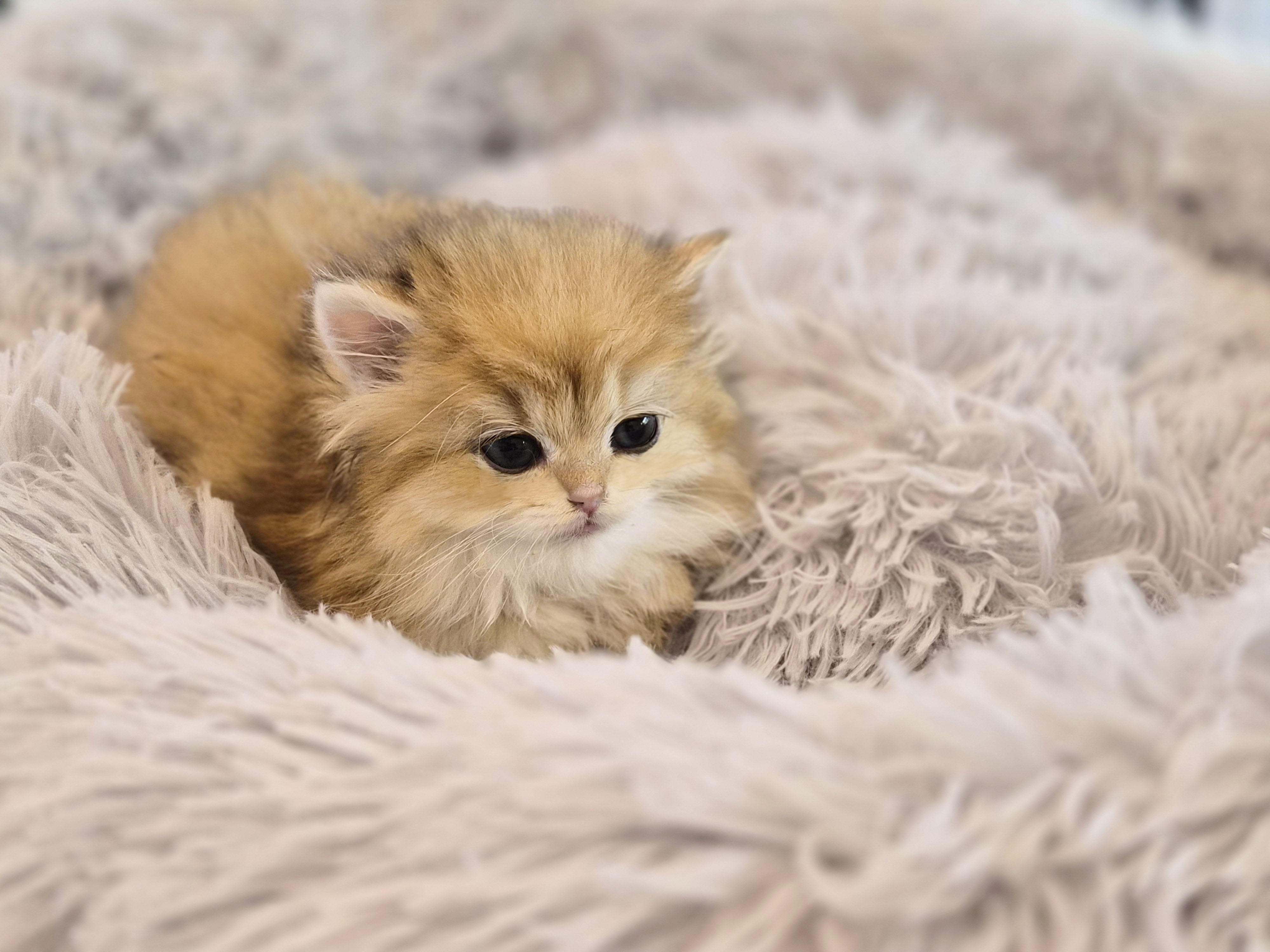 브리티시롱헤어 분양합니다!