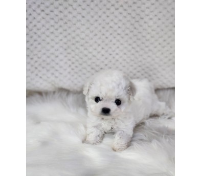 비숑 분양합니다!