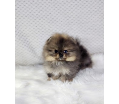 포메라니안 분양합니다