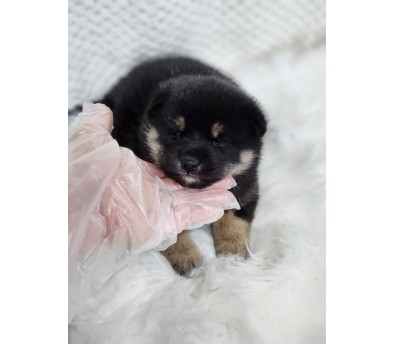 시바견 분양합니다