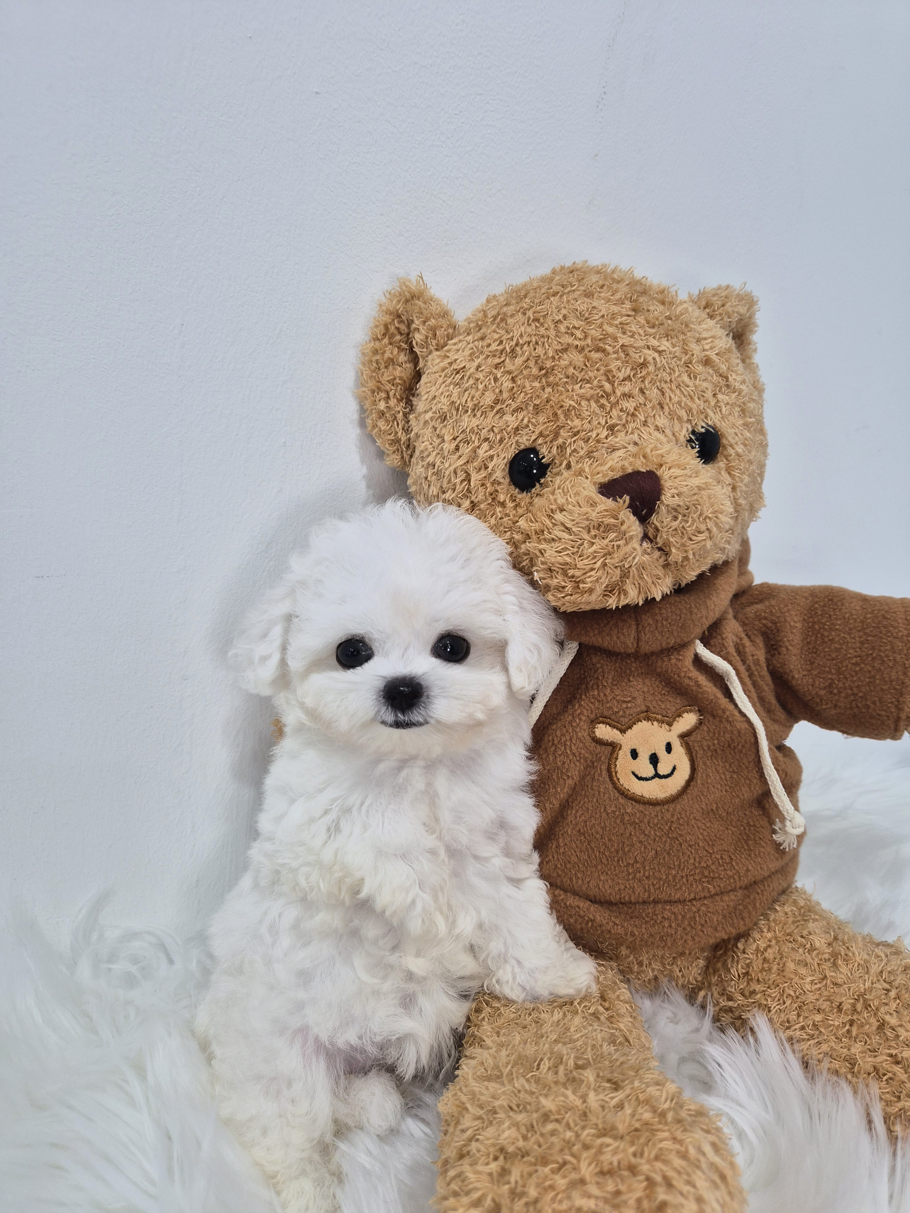 비숑(슬이)(분양중)