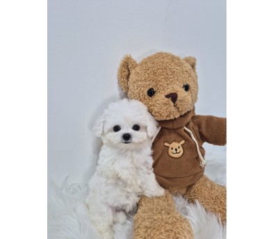 비숑(슬이)(분양중)